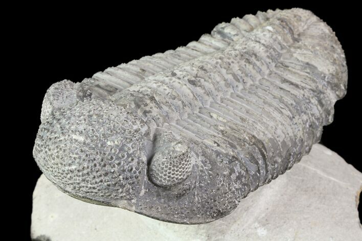 Drotops Trilobite With White Patina - Killer Specimen #76404